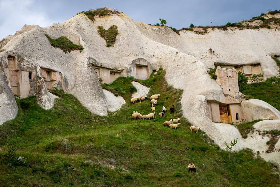 shepard, domba, Gunung, alam, hijau, bukit, kawanan, pemandangan, cappadocia, Turki