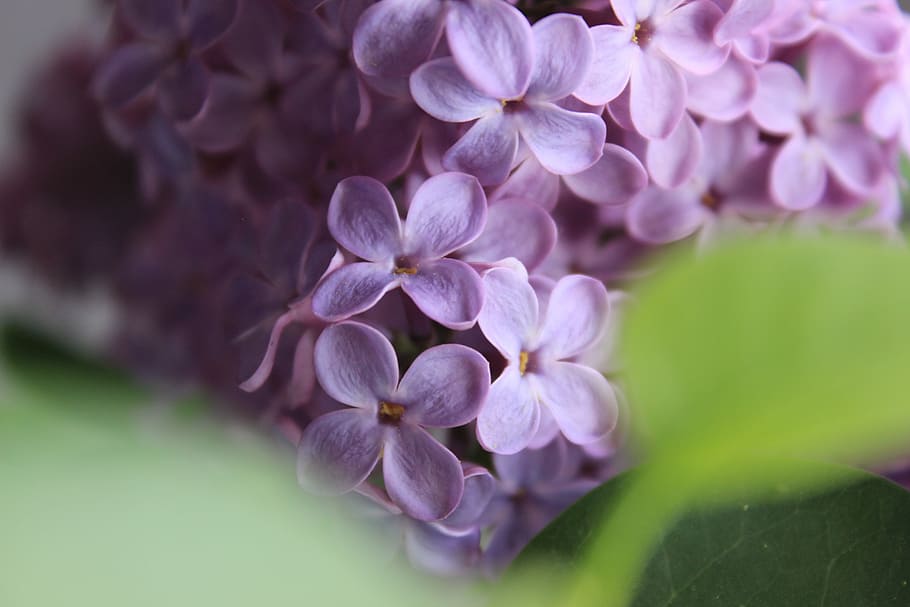 fotografi fokus, pink, bunga petaled, bunga, mekar, lavender, batang, alam, indah, tanaman