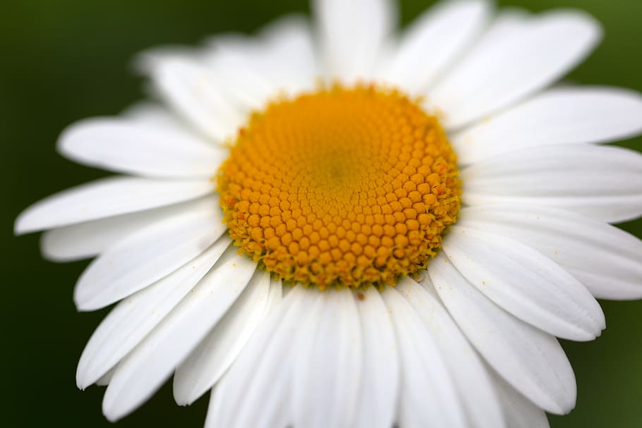 white, daisy, flower, spring, organic, nature, growth, natural, bloom, blossom