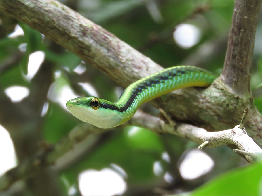 leptophis, green snake, vine snake, tropical snake, one animal, animal themes, reptile, animal, animal wildlife, tree