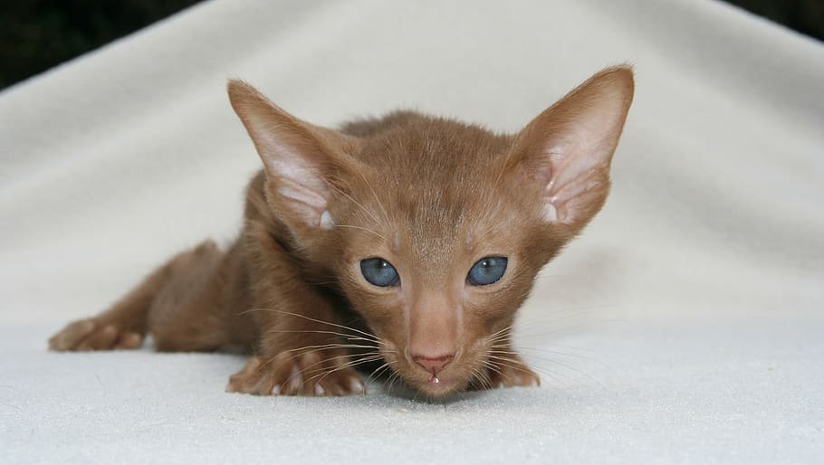 short-coated, brown, kitten photo, kitten, cat baby, young animal, aggressive, hunting, cat, oriental shorthair