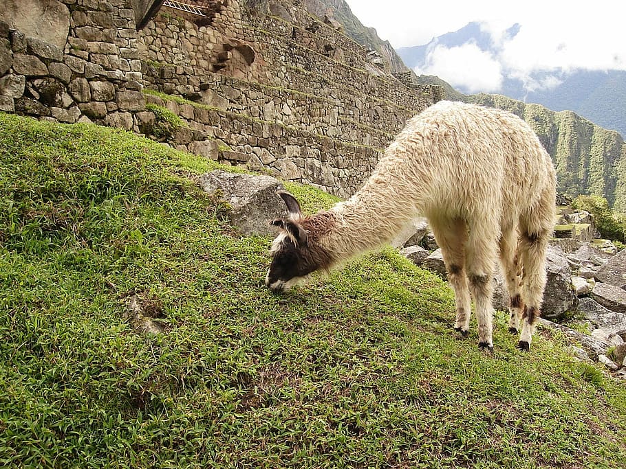 Lhama, Alimentação, Grama, Machu Picchu, Peru, animais, fotos, alimentação na grama, lado da montanha, domínio público