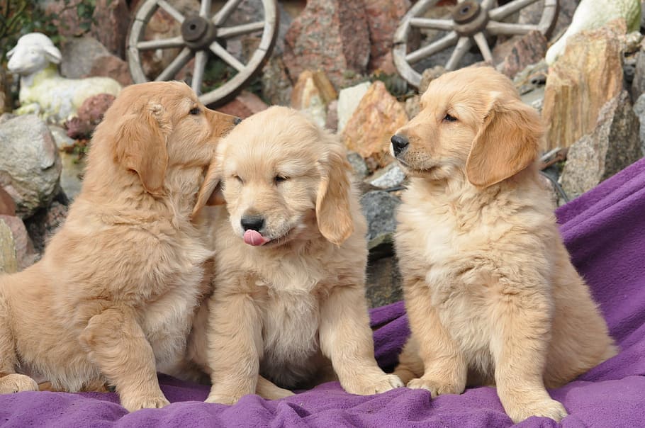 young broke, golden, puppy, pets, canine, mammal, dog, animal themes, domestic, domestic animals