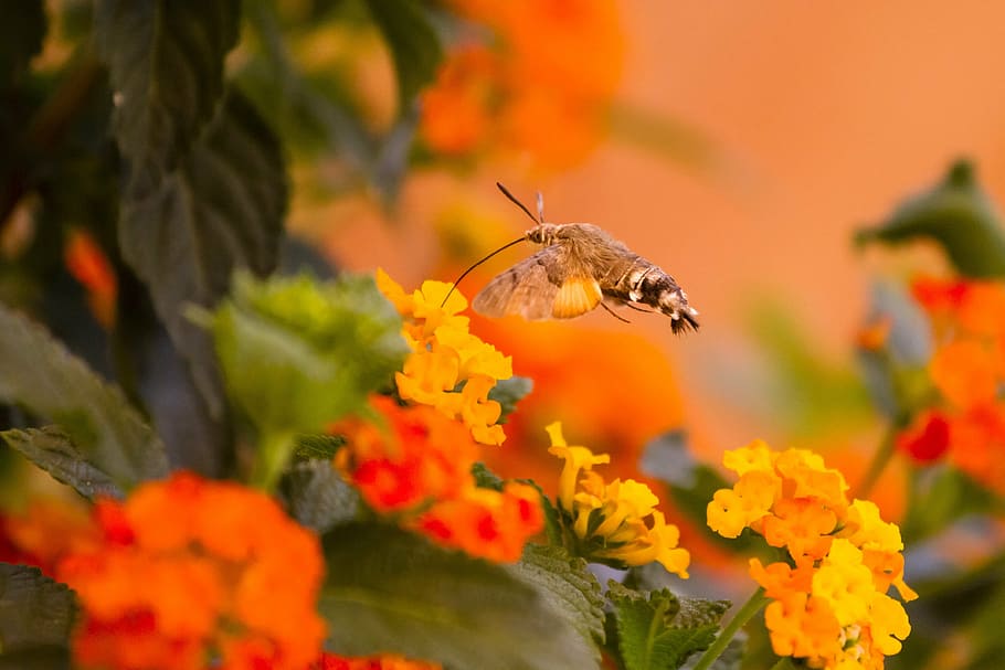 macro photography, sphinx moth, flying, flowers, hummingbird hawk moth, orange, nectar, one animal, animals in the wild, orange color
