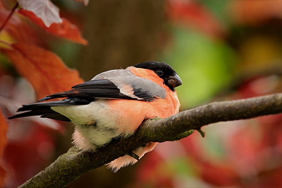 orange, gray, black, bird, brown, tree branch, tilt shift lens photography, bullfinch, gimpel, male
