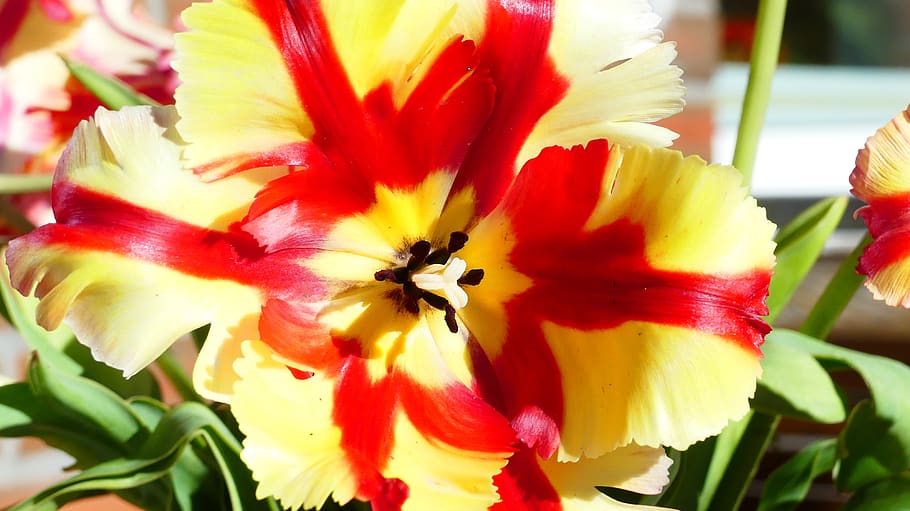 tulip, plant, blossom, bloom, parrot tulip, petals, colorful, schnittblume, freshness, flower