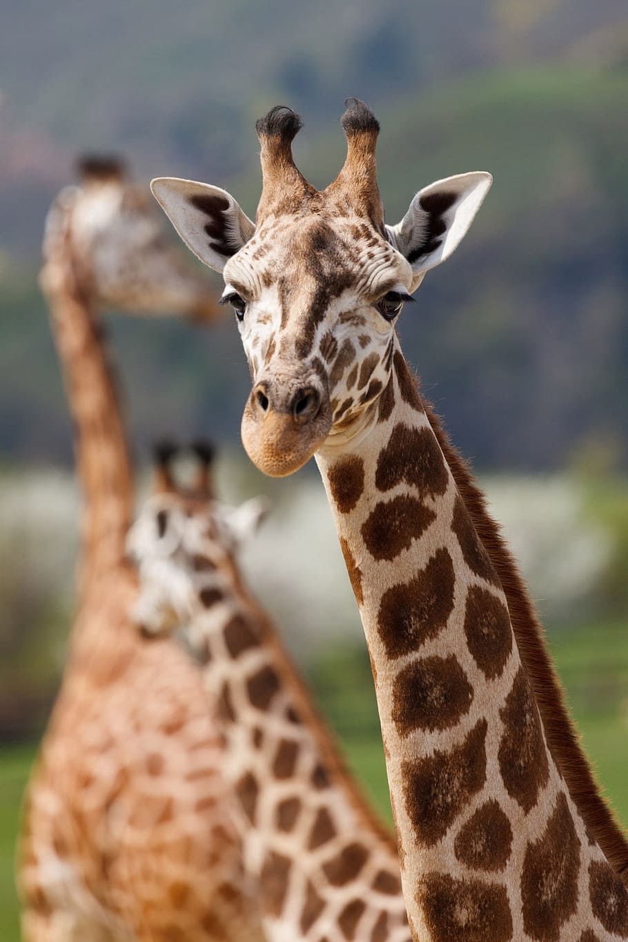 bokeh shot, brown, white, giraffe, africa, african, animal, big, cute, ears