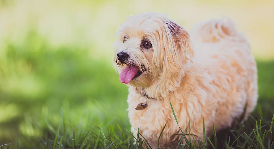dog, puppy, animal, grass, happy, one animal, domestic, animal themes, canine, pets