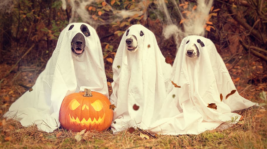 laranja, jack-o-lanterna, três, cães, traje fantasma, dia das bruxas, abóbora, assustador, abóboras outono, outono
