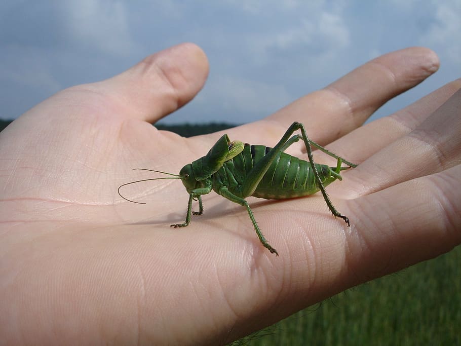 wart biter, decticus verrucivorus, grasshopper, insect, animal, creature, long probe shrink, ensifera, flight insect, hand