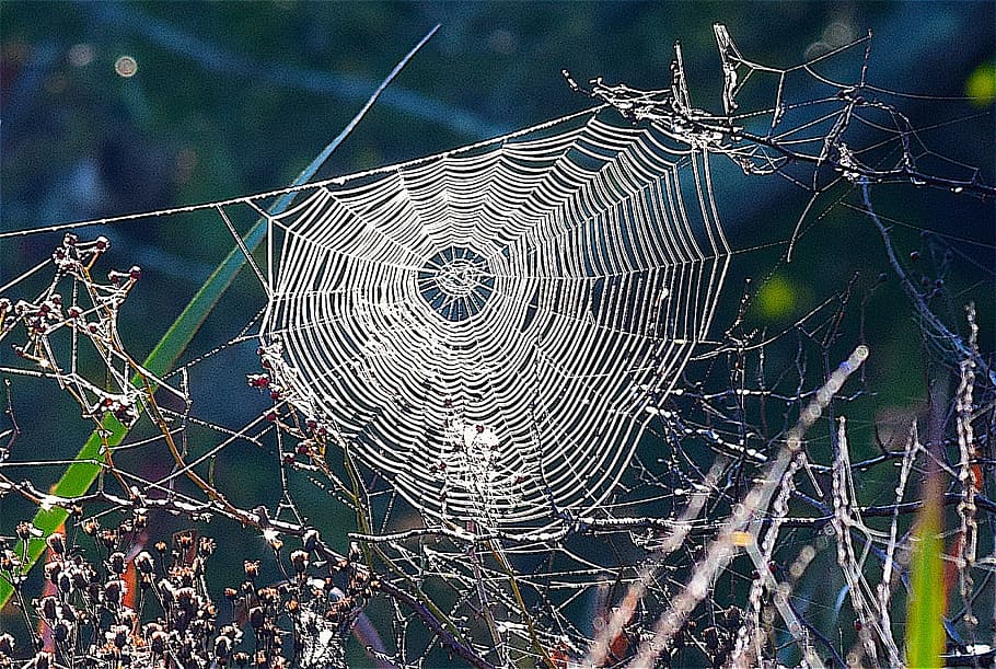 merapatkan, foto, spiderweb, siang hari, rumput, labah-labah, web, alam, serangga, embun