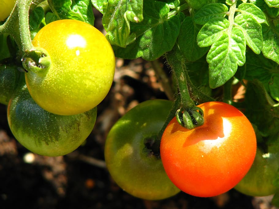 tomato, immature, ripe, red, yellow, green, vegetables, bush tomato, delicious, light