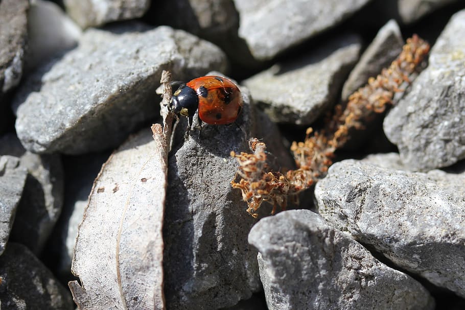 ladybug, pebble, grey, red, courage, adventure, animal themes, animal, animals in the wild, animal wildlife