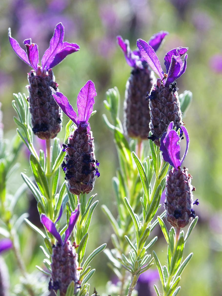 lavender, lavender flower, backlight, lavandula officinalis, plant, flower, purple, flowering plant, growth, freshness