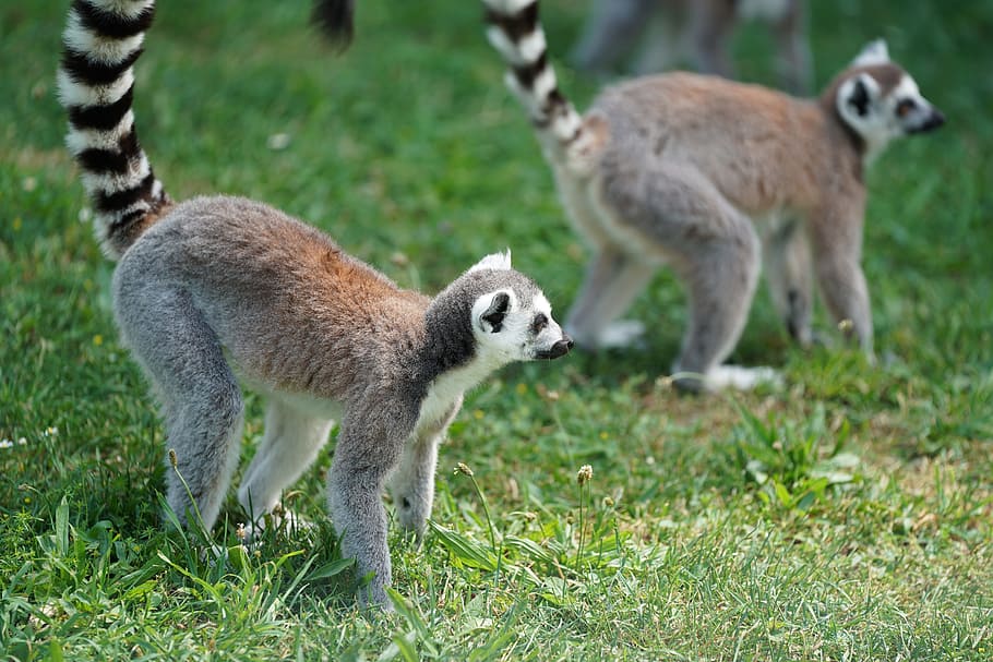 monkey, lemur, madagascar, primates, lemur catta, cute, curious, wild animal, zoo, curly tail