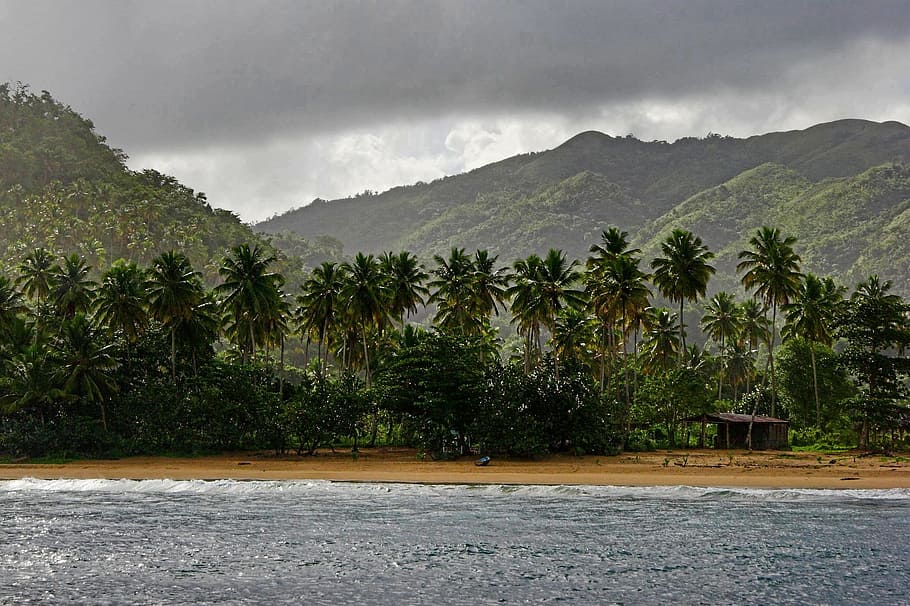 dominican republic, tropical beach, palm trees, tropical island, beach, caribbean island, coast, caribbean, tropical, coastline