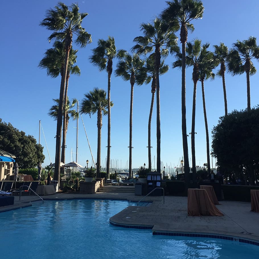 piscina, Huntington Beach, verão, praia, califórnia, litoral, pch, árvore, clima tropical, palmeira