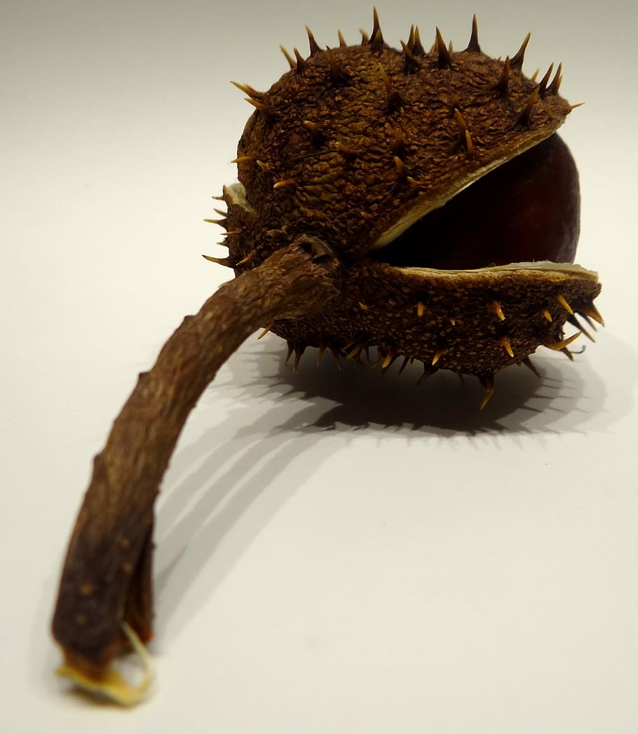 Chestnut, Prickly, Sting, Brown, Autumn, buckeye, chestnut fruit, one animal, studio shot, white background