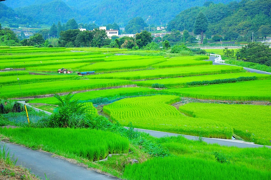 campo, Yamada, campos de arroz, campos de arroz de yamada, terrazas de arroz, el campo, japón, agricultura, color verde, escena rural