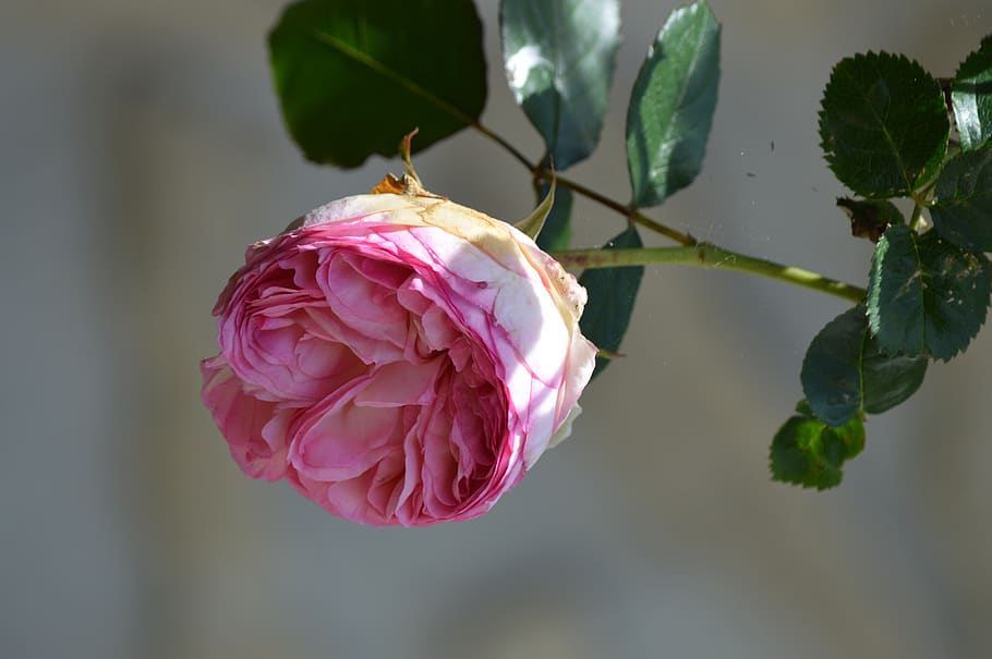 pink, rosebush, pale pink, flowering, nature, flower, plant, flowering plant, beauty in nature, pink color