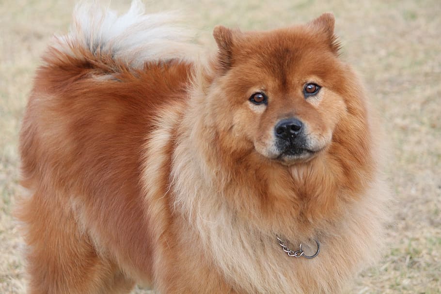 dog, chinese chow, fury, chow-chow, breed, brown, pet, park, look, animal