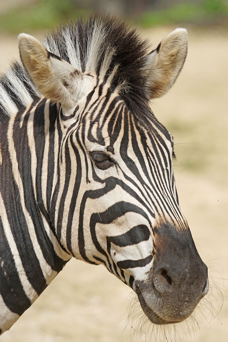 close-up photo, zebra, chapman burchell's zebra, like a horse, perissodactyla, portrait, wildlife photography, equus quagga chapmani, africa, safari Animals