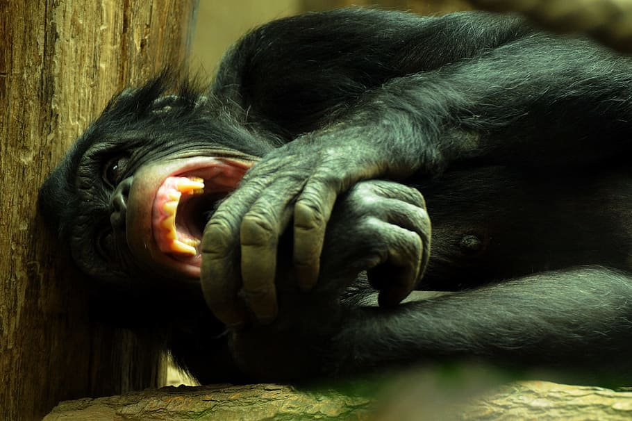 mono negro, mono, chimpancé, zoológico, animal, primates, temas de animales, fauna animal, mamífero, un animal