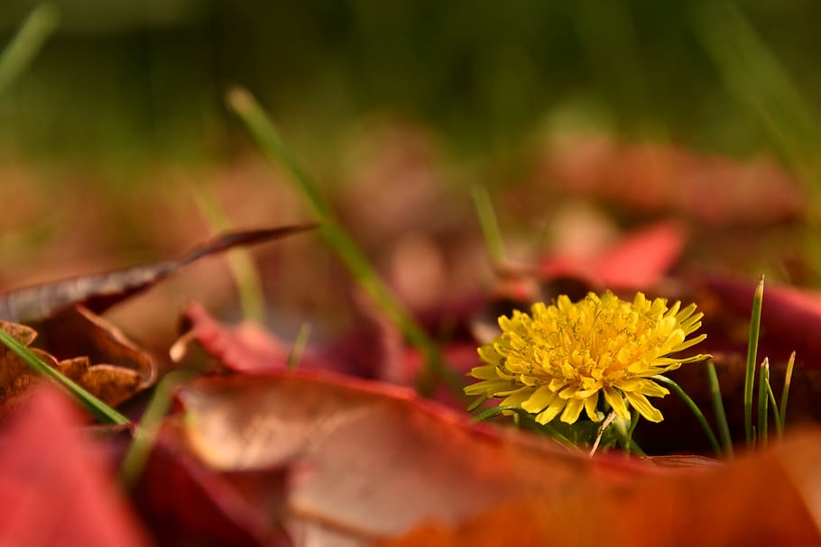 dandelion, contrast, springtime in the autumn in, spring, autumn, ecetfa, fall, leaves, nature, flower