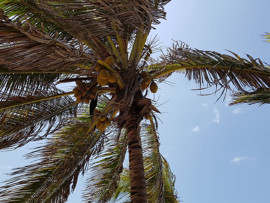 tropical, arecaceae, tree, no person, nature, exotic, outdoors, palm tree, plant, low angle view