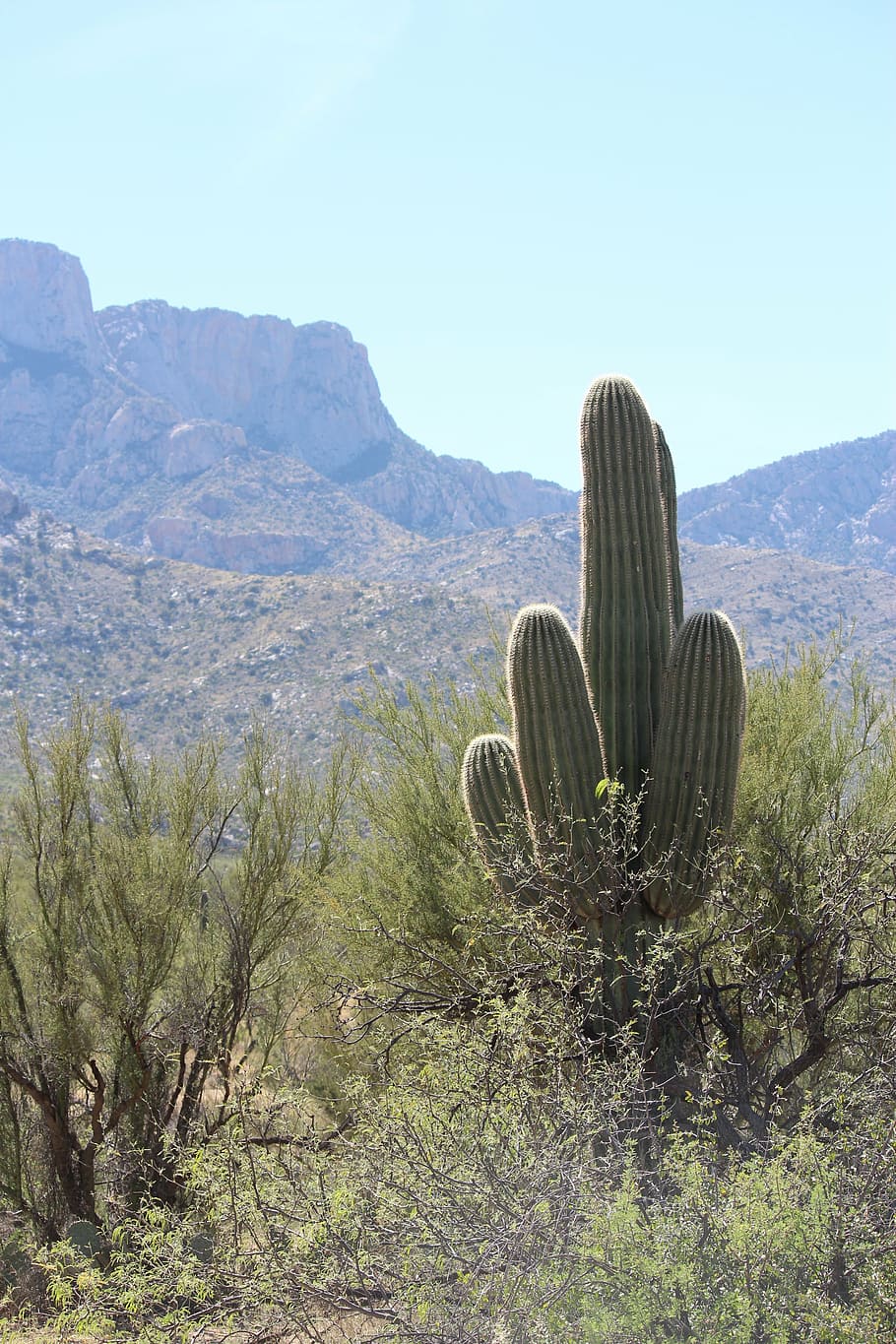 saguaro, desert landscape, arizona, cactus, landscape, nature, sonoran, southwestern, arid, wilderness
