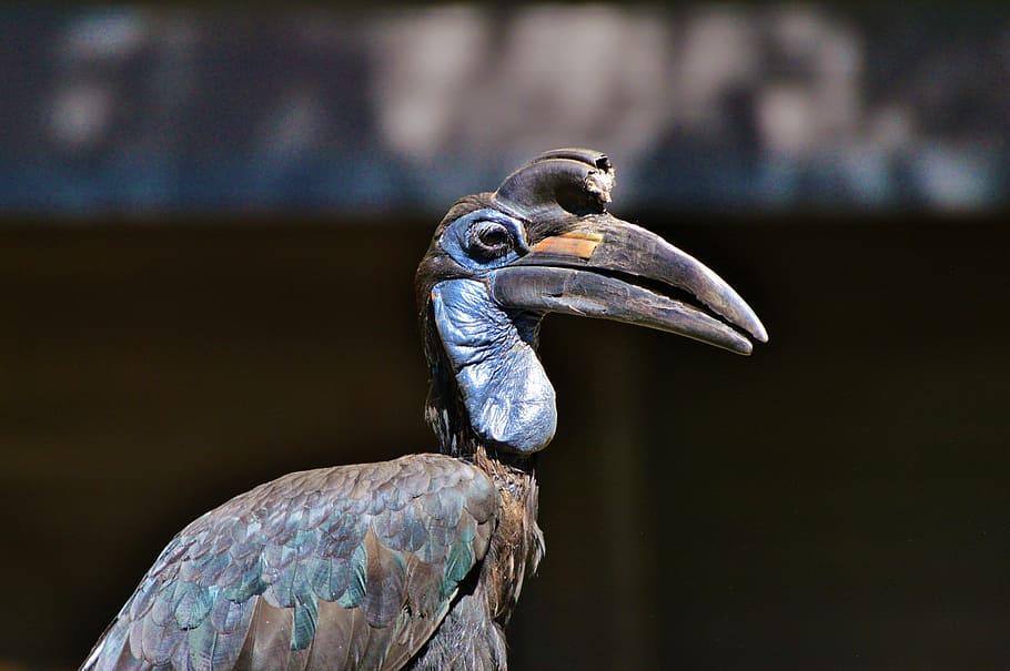 Hornbill molido, cuervo, cálao, bucorvus, pájaro, pico, pluma, criatura, animal, pájaro salvaje