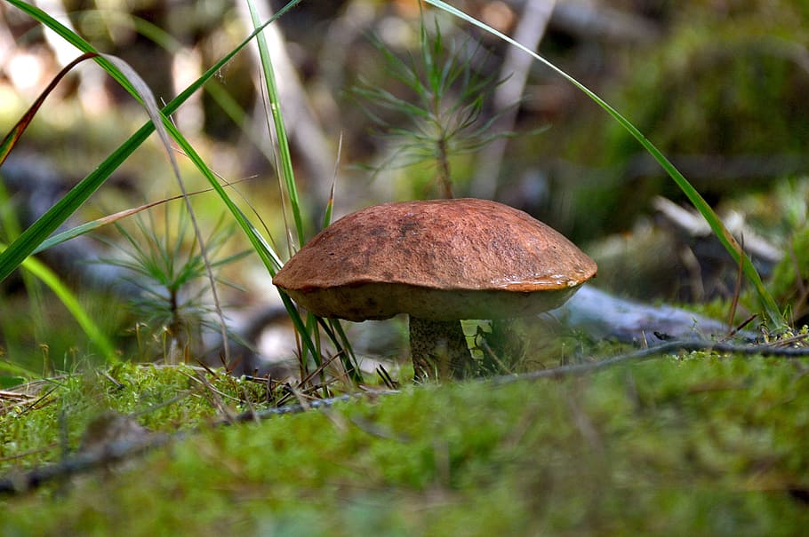 Mushroom, Greens, Nature, summer, fungus, autumn, forest, close-up, food, moss