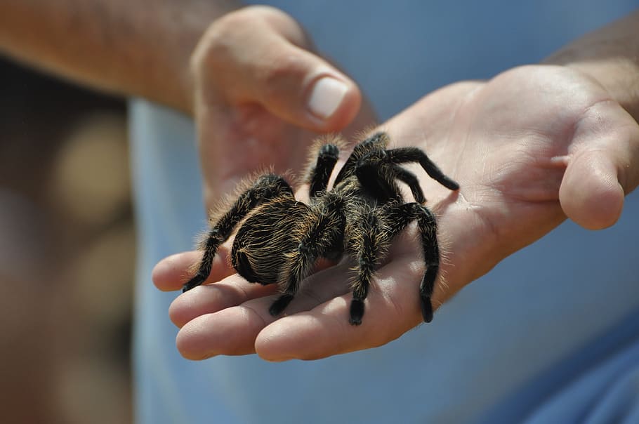 person, holds, black, tarantula, Spider, Brave, Zoo, Outdoor, summer, scary