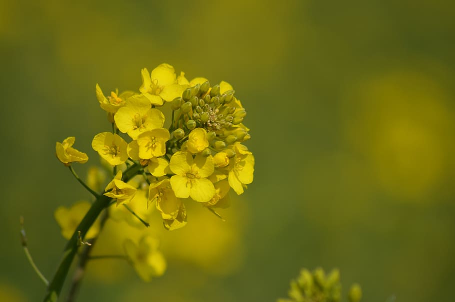 rapeseed, oil, flower, yellow, nature, spring, plants, field, landscape, agriculture