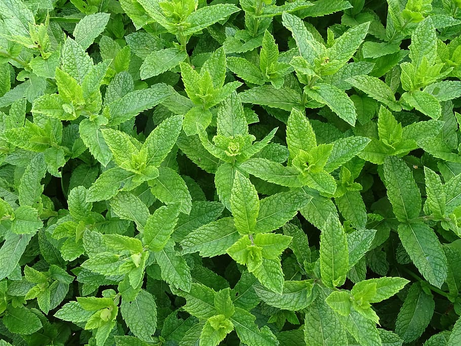 tanaman berdaun hijau, Moroccan, Mint, Peppermint, mint moroccan, teeminze, teh herbal, mint hijau, ramuan, warna hijau