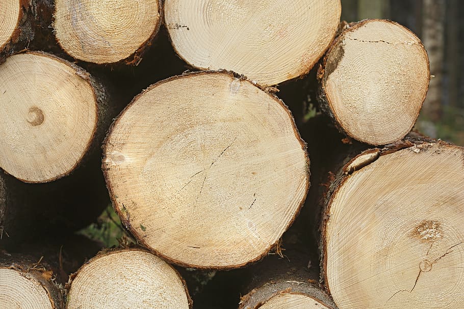 six, spruce forest, softwood, conifer, wood, tree, wood - Material, lumber Industry, log, firewood