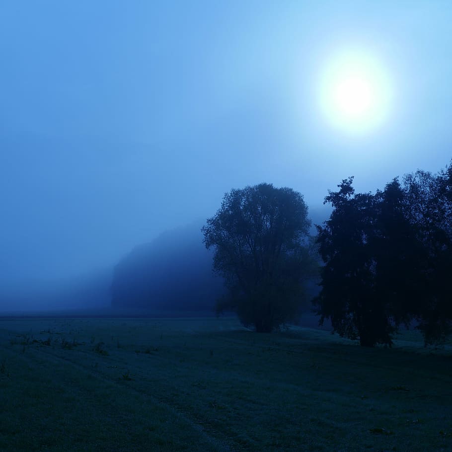 trees, blue, sky, forest, sun, fog, haze, weird, ghostly, field