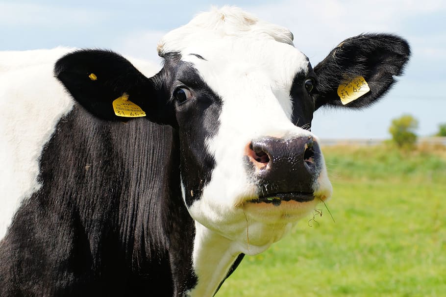 black, white, cow, daytime, black pied, milk cow, pasture, curious, meadow, grass