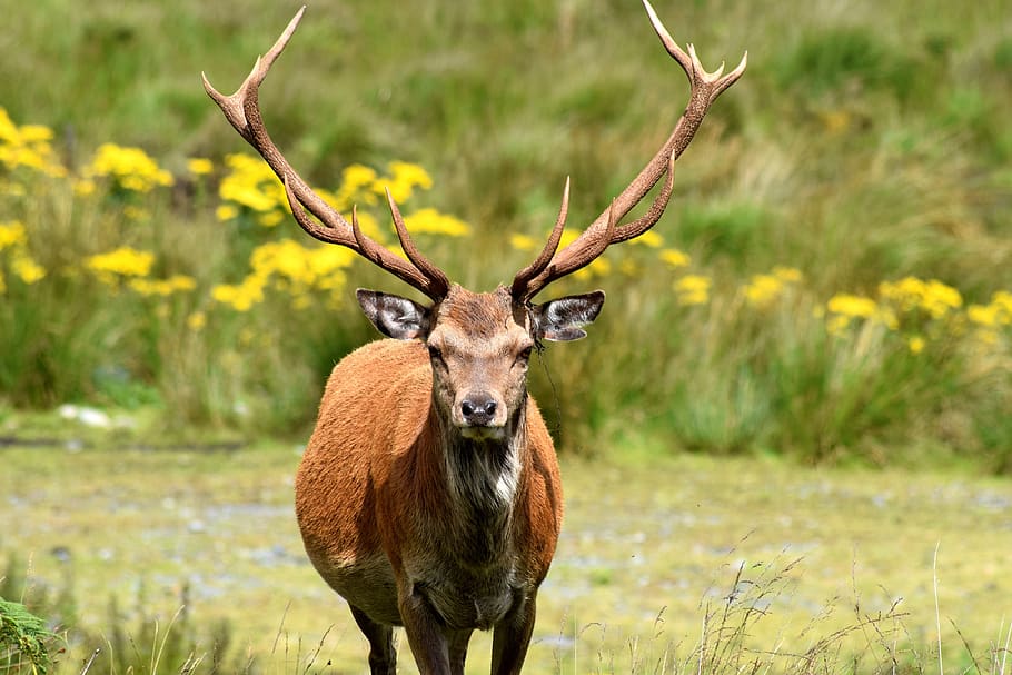 stag, deer, forest, animal, animal themes, animal wildlife, one animal, animals in the wild, portrait, looking at camera