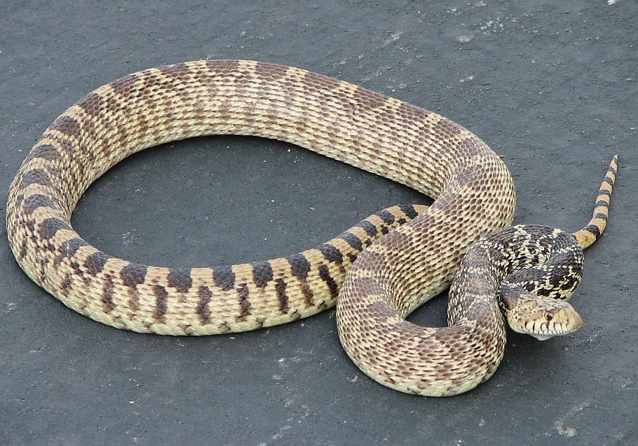 gopher snake, non venomous, sunning, scales, crawling, non-poisonous, skin, serpent, reptile, snake