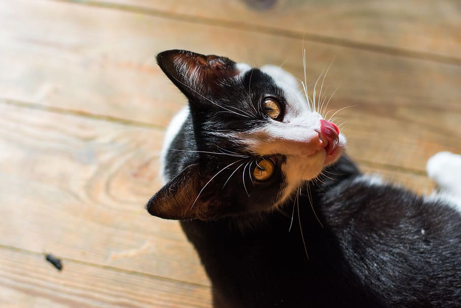 cat, kitten, animal, pet, a young kitten, domestic cat, licking, cat's eyes, kitty, look