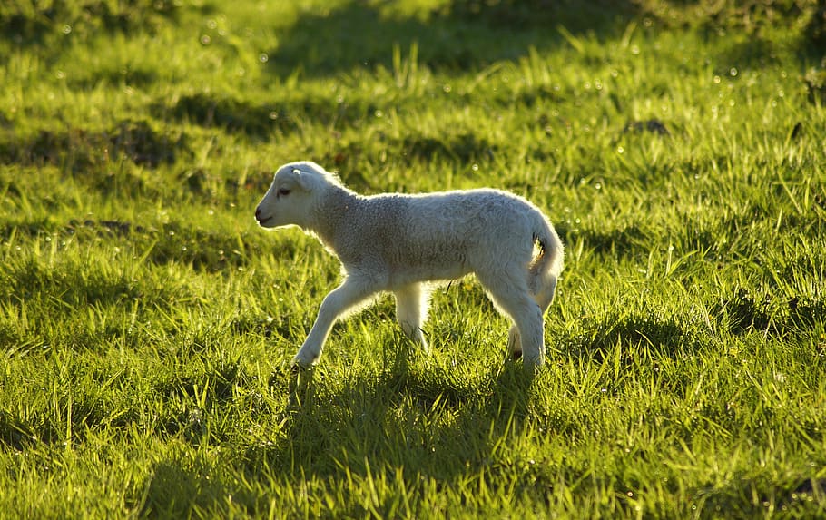 lamb, on the go, abandoned, sheep, animal child, schäfchen, cute, sweet, running away, run