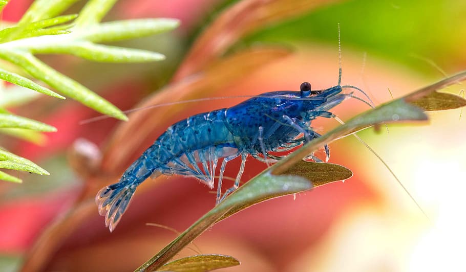 shrimp, neocaridina, blue dream, freshwater shrimp, algae shrimp, blue, animal, animal themes, animal wildlife, invertebrate