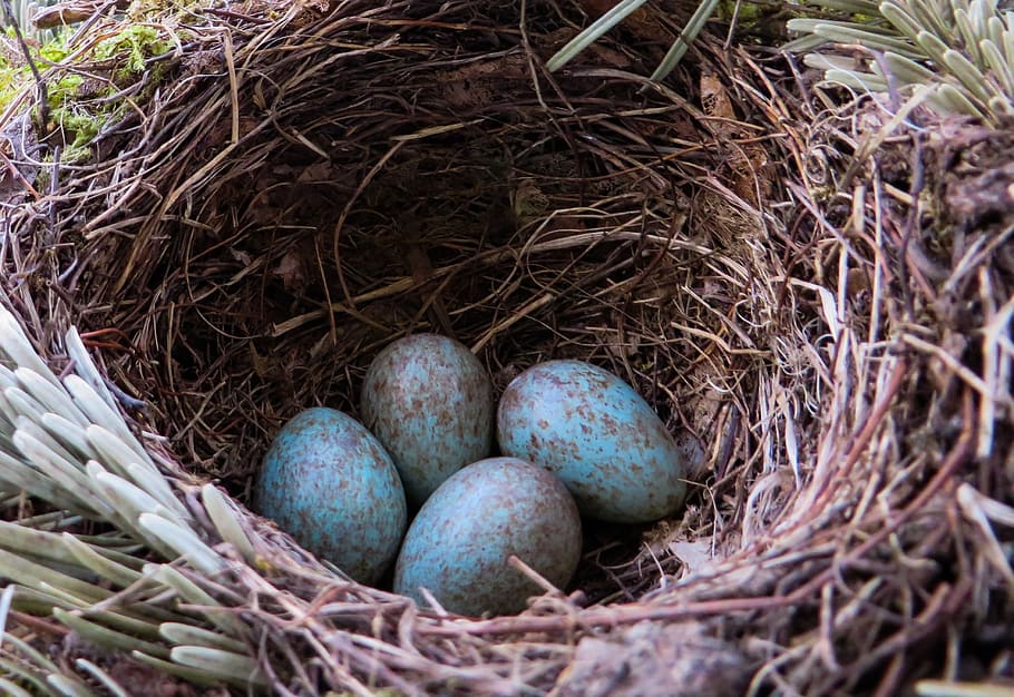 shallow, focus photography, blue, eggs, nest, blackbird, bird's nest, egg, bird eggs, hatching