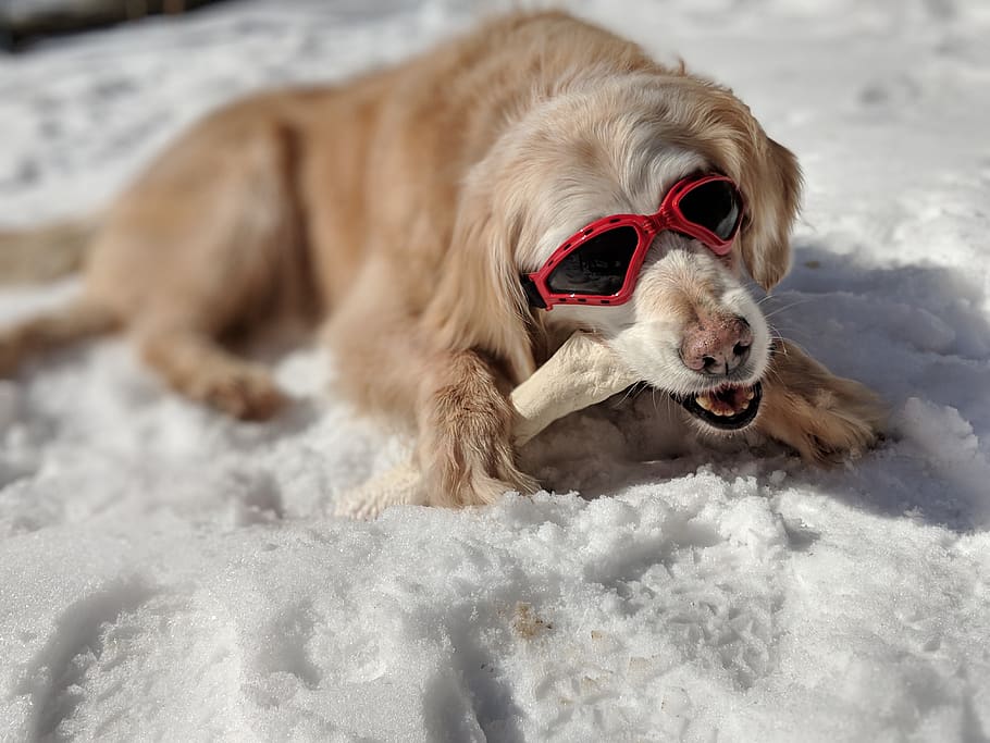 golden retriever, perro, viejo, nieve, gafas de sol, hueso, canino, mascotas, un animal, mamífero