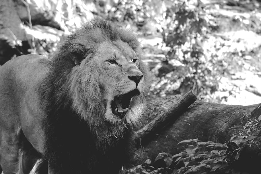 singa, kebun binatang, raungan, jantan, predator, kucing, raja hutan, berbahaya, tema binatang, hewan