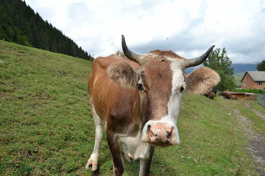 cow, mountains, the carpathians, ukraine, grass, animals, journey, mammal, animal themes, livestock