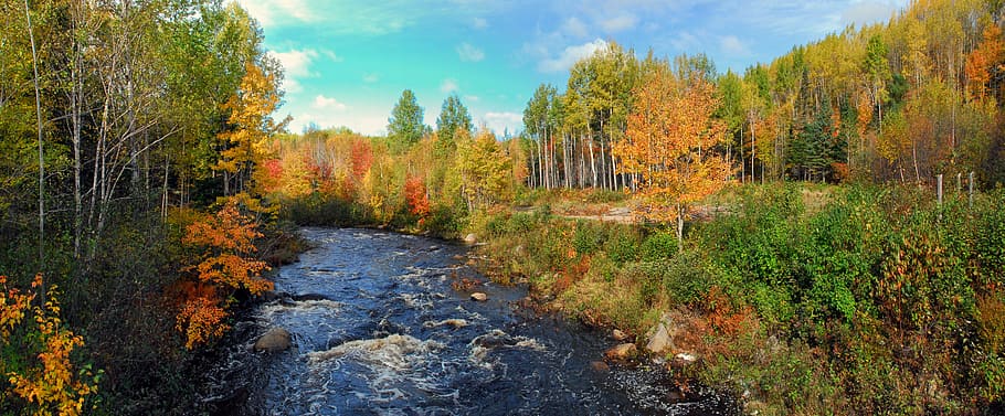 Musim Gugur, Warna, Musim, oranye, warna-warni, daun, musiman, emas, sungai, brunswick baru