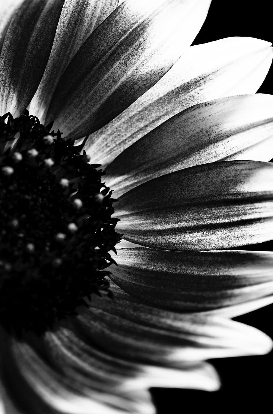 black and white, dark, sunflower, flower, selective focus, petals, monochrome, bloom, blossom, garden