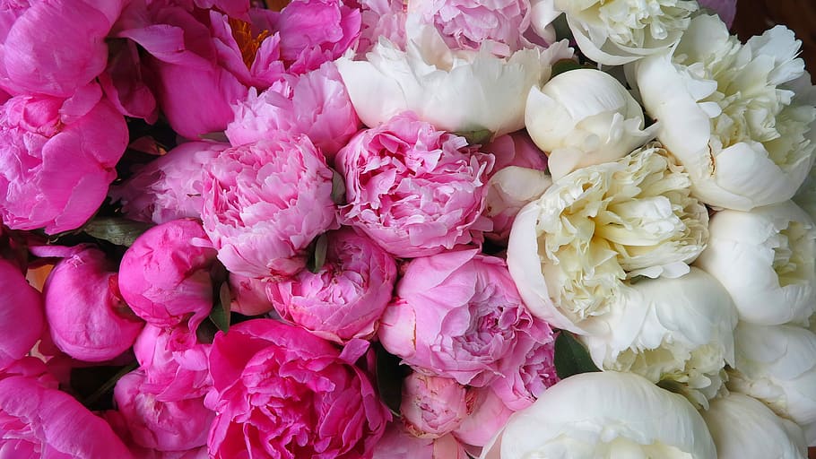 blanco, rosa, flores de pétalos, flor, naturaleza, flora, floral, pétalos, peonías, frescura